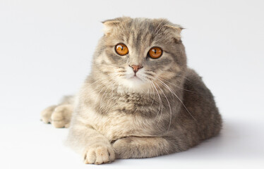 Portrait of scottish fold cat lying on light gray background