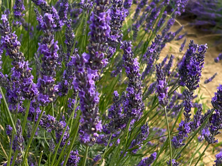 lavender flower heads close up