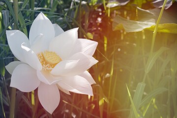 white lotus flower blooming natural light