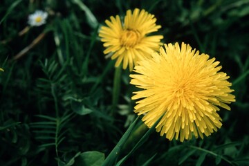 Gelbe Blumen