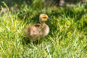 Canadian gosling walks on green grass.