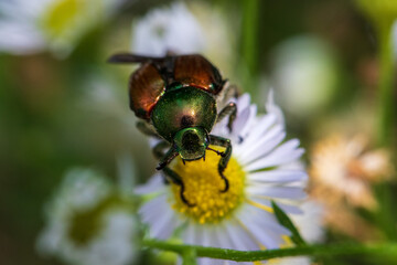 beetle on a flower