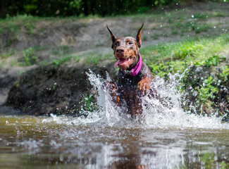 dog running in the water 