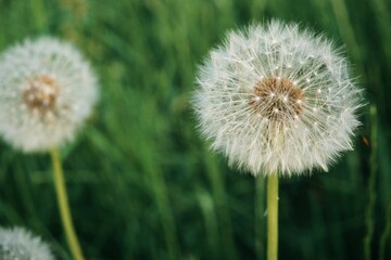 Fototapeta premium Pusteblume