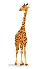 Obraz premium vector illustration of a giraffe isolated on a white background