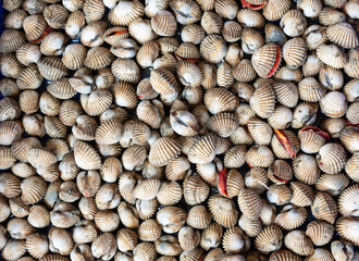 Top view shot of many living cockle which is one kind of shellfish in asian market (Thailand) for food cooking with steam served in seafood restaurant for freshness delicious eating.