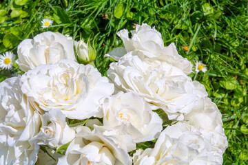 Blossoming beautiful rose flowers. White roses blossom in summer garden