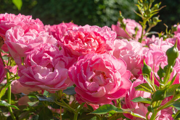 Blossoming beautiful rose flowers. Pink roses blossom in summer garden