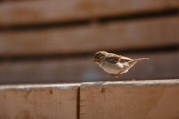 bird, sparrow, close-up, wings, beak