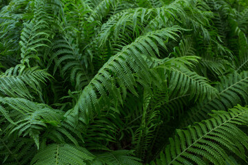 fern, green plant, background of leaves, close-up