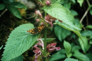 Insekten auf Pflanze