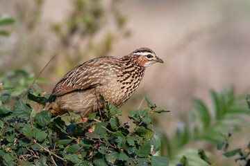 One crested francolin sitting on top of a shrub