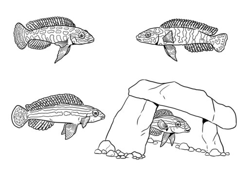 Сichlids from the Tanganyika lake for coloring. Colorful african fish Julidochromis. Coloring book for children and adults.