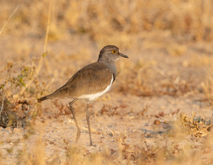 A Senegal lapwing walking in the veld in the early morning golden glow