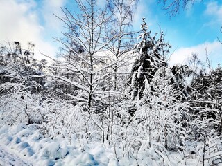 snow covered trees