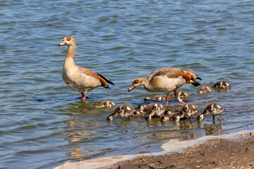Family of Egyptian geese in the water