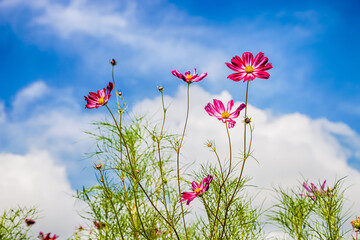 cosmos flower with blue sky background.