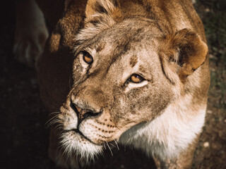 Portrait of a beautiful  African lioness in safari park, close-up photography. Mighty wild animal of Africa in safari park. 