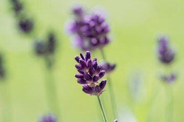 Obraz premium beautiful lavender flower, lavandula angustifolia, in the garden in summer