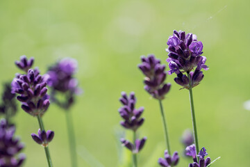 Obraz premium beautiful lavender flower, lavandula angustifolia, in the garden in summer
