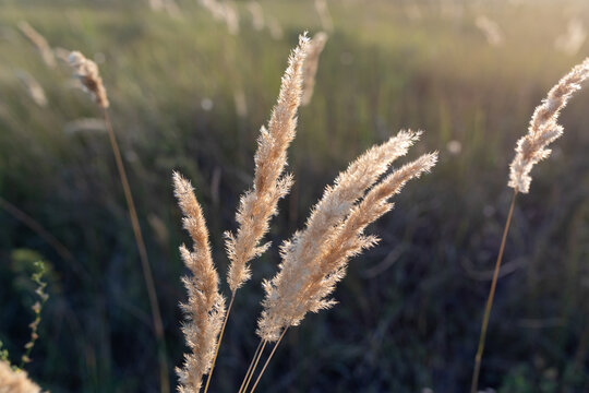 Beautiful autumn photo. Golden sprig of reeds Calamagrostis epigejos at sunset. Selective focus.