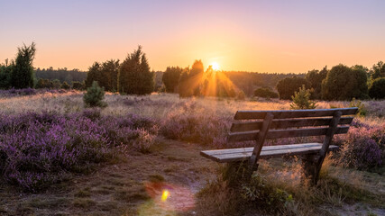 Holiday in Germany. Vacation in Germany. Beautiful sunset view with park bench in Lüneburg Heath Nature Park (nature reserve) during heath blossom, Northern Germany.