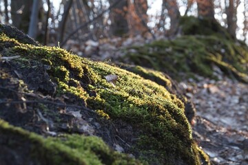 Fototapeta na wymiar moss on tree in forest