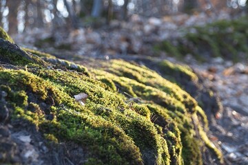 moss on tree in forest