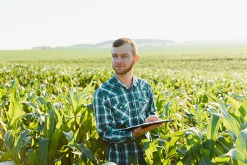 young farmer inspects a field of green corn. Agricultural industry.