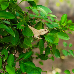 Chameleon on a tree