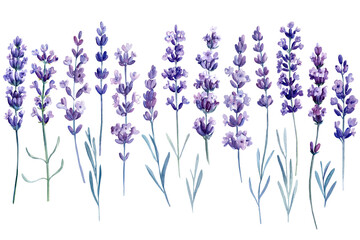 Set lavender flowers, watercolor illustration, isolated white background © Hanna