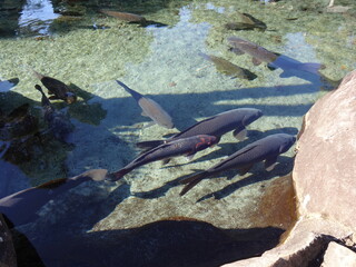 池で群れるコイ