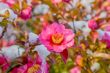 Pink Japanese camellia flower blooming in winter season with sno