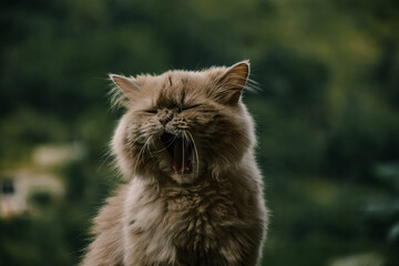 Naklejka na ściany i meble portrait of a persian cat yawning