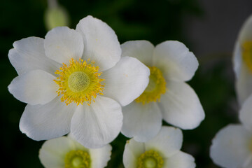Obraz na płótnie Canvas Anemone sylvestris. delicate flowers in the garden, in the flowerbed. floral background. beautiful delicate Anemone sylvestris. white flowers on a natural green background. close-up