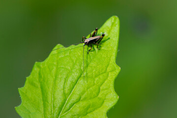 Tettigonioidea. insect sits on a leaf. small grasshopper sits on a twig on a green background. The green female grasshopper sits right on the grass in the meadow and is well camouflaged. close-up