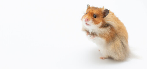 Hamster standing on its hind legs isolated on white background copy space
