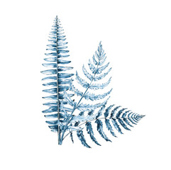 A bouquet of indigo ferns isolated on a white background. Bracken. A frame made of plants. Ferns. A wild plant of a prehistoric forest. Watercolor hand drawing postcard.