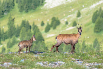 Chamois femelle et son petit cabri dans le parc du Mercantour