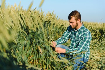 Naklejka premium Happy mature technician checking the growth of the wheat for a quality control in a cereal field in summer