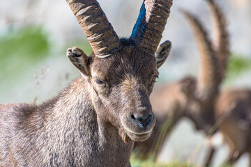 Bouquetin mâle dans le Parc du Mercantour