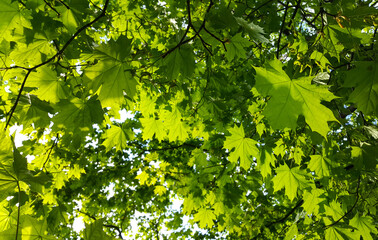 Fototapeta na wymiar Fresh green maple foliage illuminated by sunlight