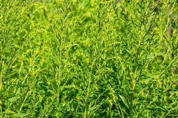 Green grass on a sunny day.Selective focusing. The background image