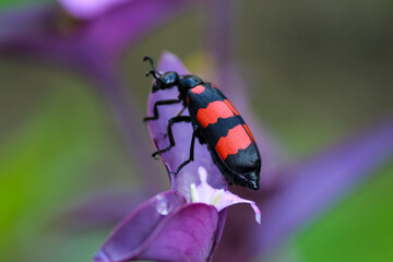 closeup of red-black membraned bug on a flower