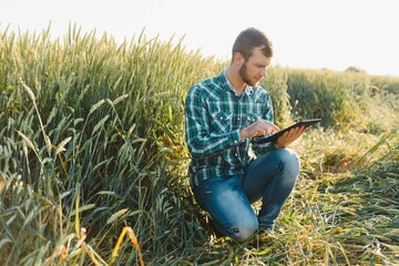 Happy mature technician checking the growth of the wheat for a quality control in a cereal field in summer