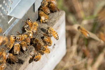 Honey Bees going in hive