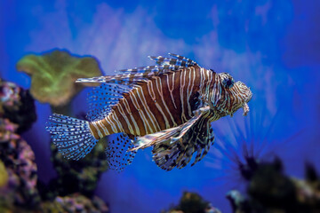 Red Lionfish - Pterois volitans or zebrafish is a venomous coral reef fish in the family Scorpaenidae. Close-up a striped predatory fish in a blue backlit fish tank