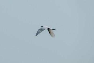 Greece, Lake Kerkini, Little Egret in flight