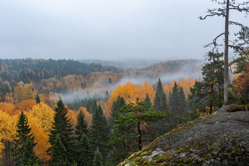 Foggy morning in the beautiful autumn forest
