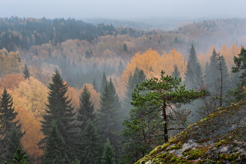 The pine on the background of autumn forest © sokko_natalia